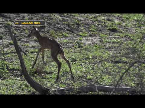 WE take a closer look at the little lambs of the wilderness