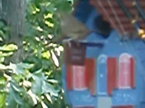 Vincent Novara Music - Birdhouse