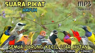 Download lagu SUARA PIKAT SEMUA BURUNG KECIL YANG SUSAH TURUN SERING DIPIKAT AMPUH GACOR 😱 BARU 👍 mp3