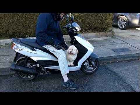 Dog On Motorscooter