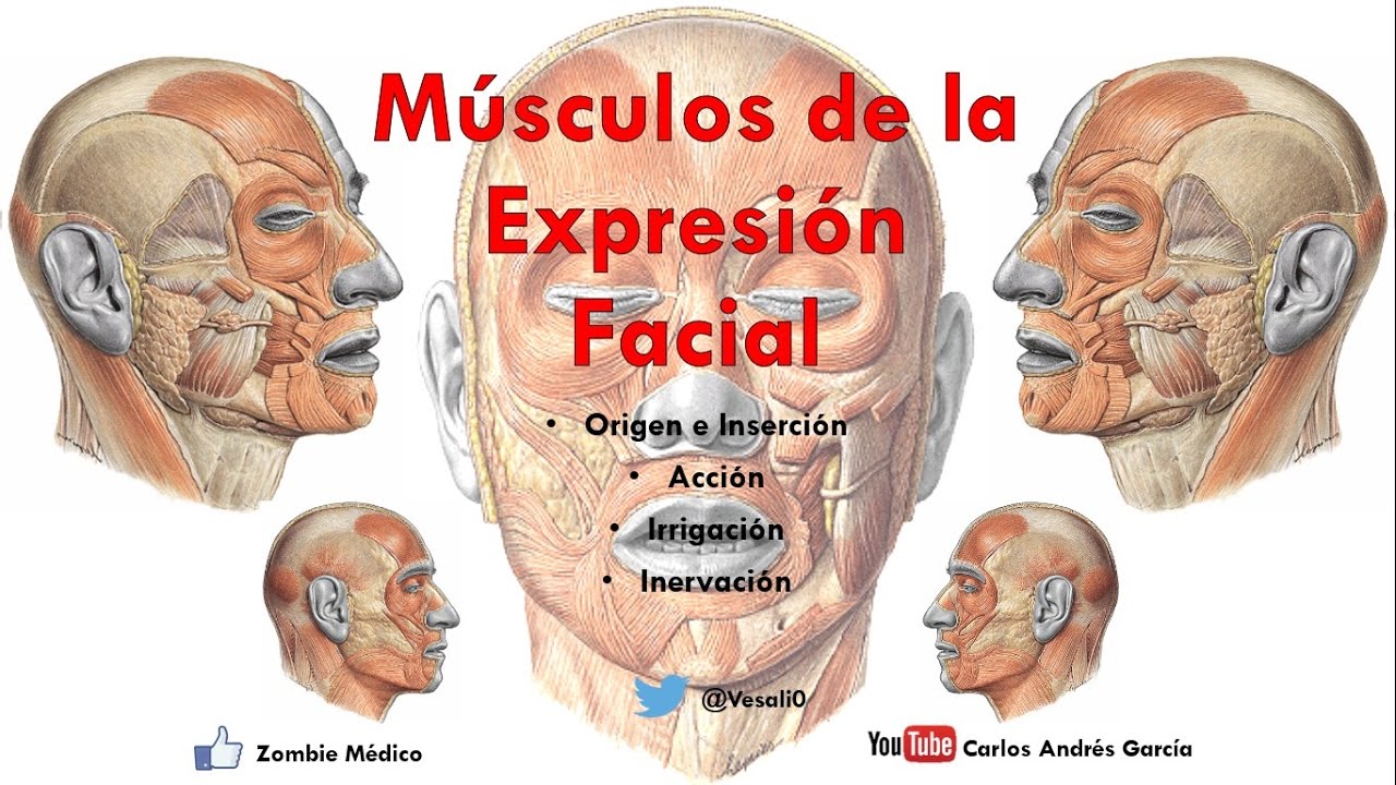 Anatomía - Músculos de la Expersión Facial (Origen, Inserción, Acción, Inervación)