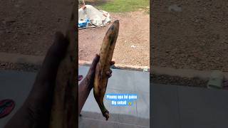 Download lagu I've just seen a banana this big, but it's not a horned oisang #banana #homegardening #shortsvide... mp3 Download lagu I've just seen a banana this big, but it's not a horned oisang #banana #homegardening #shortsvide... mp3