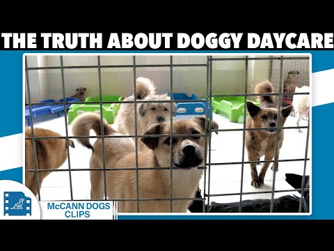 Why I NEVER Take My Dog To Doggy Daycare