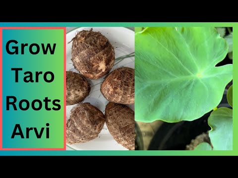 You Can Grow Taro Root at Home | Grow Taro Root from Store Bought | Grow Taro Root Veggies |