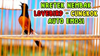 Download lagu Pancingan MURAI BATU nretek NEMBAK Lovebird Cucak cungkok bikin lawan EMOSI gacor mp3 Download lagu Pancingan MURAI BATU nretek NEMBAK Lovebird Cucak cungkok bikin lawan EMOSI gacor mp3