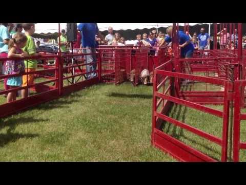 video still just before the pig races start