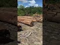 Jalan Kelokasi Kayu Di Bulan April 2021 Kalimantan Timur