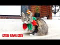 Motley Crue Cat Video🐯 Kickstart my Heart 💜(CFC66) version 2