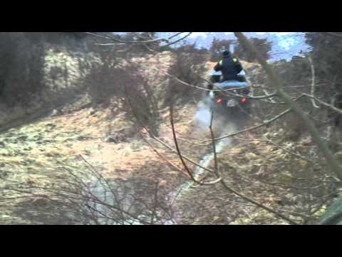 Darlingeröder Wölfe / Darlingerode