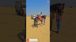 Download lagu Kutchi Sindhi Horse 🐎 👌 ♥️ #sindhihorse #horsepower #horserider #horselife mp3