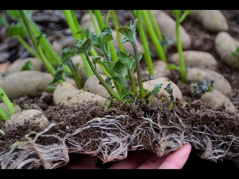 , title : 'Plantera potatis i täckodlad bädd på gräsmattan'