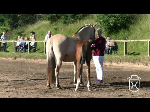 SL023 Hengstfohlen von Adagio de Talma   Barnaul xx   Othello