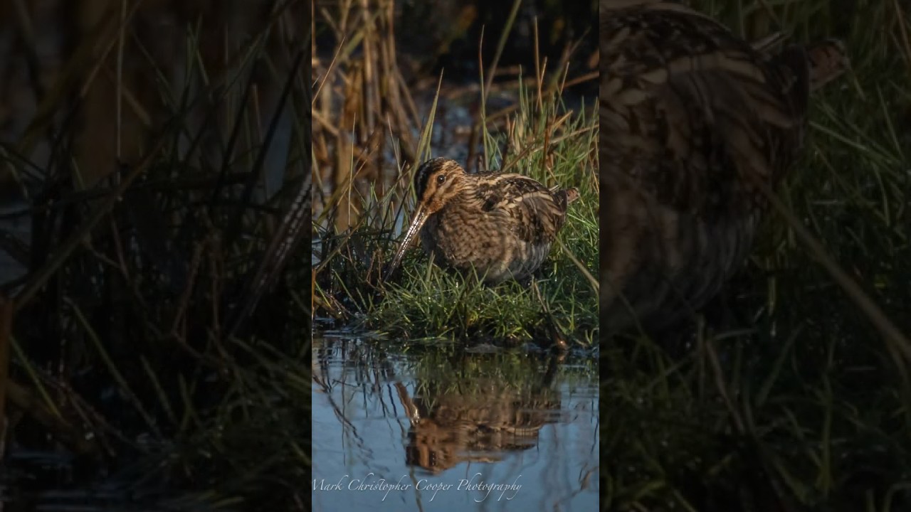 Snipe action #birds #wildbirdphotography #mirrorlesscamera