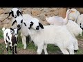 Cute Baby Sheep Farm Animal Sound Goat Videos Cow Duck Chicken Animal Moment