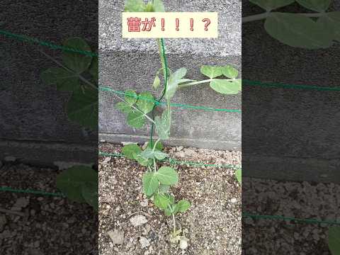 園芸 サヤエンドウ、菜園からキッチンまで