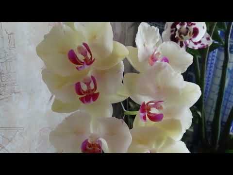 ⁉️Как ведут себя ПЕЛОРИЧНЫЕ🦋ОРХИДЕЙКИ🦋 в ДОМАШНЕМ цветении🌾(25.04. 2022)