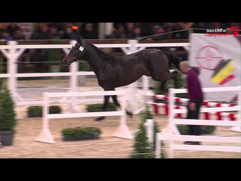 52 MOBILEE JACK VAN DEN DRIES (Darco x Contendro I)