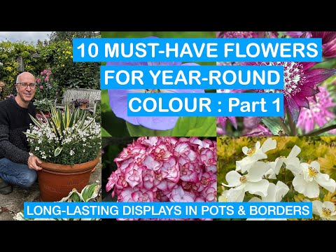 10 MUST-HAVE FLOWERS FOR YEAR-ROUND COLOUR – Part 1: LONG-LASTING DISPLAYS FOR POTS & BORDERS