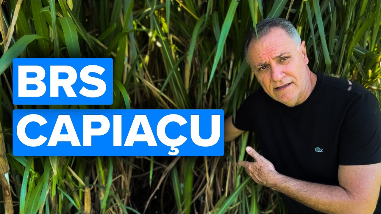BRS Capiaçú para recria, vale a pena?