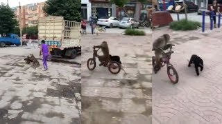 Cheeky monkey steals kid&#39;s bike, rides it around public square