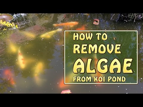 download lagu mp3 mp4 Kill Algae In Fish Pond, download lagu Kill Algae In Fish Pond gratis, unduh video klip Kill Algae In Fish Pond