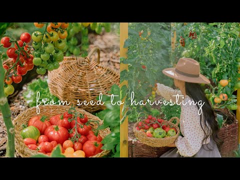 , title : '#90 Everything About Tomatoes: Growing, Harvesting, Preserving, Cooking'