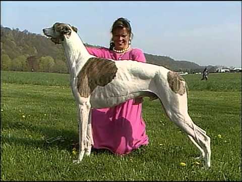 Greyhound - AKC Dog Breed Series
