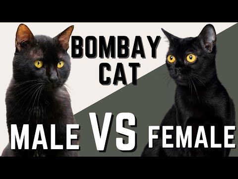Male Bombay Cat VS Female Bombay Cat - Compare and Contrast