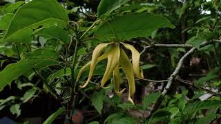 Download lagu Golden leaves  mp3