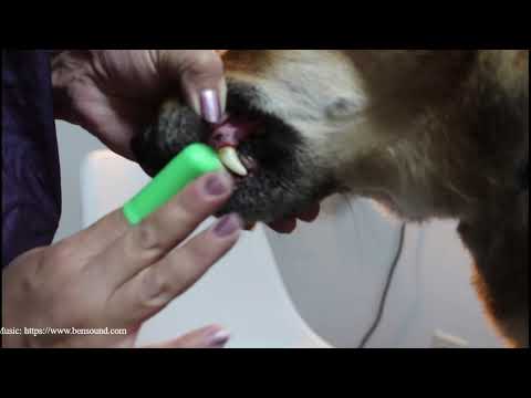 How to Brush a Dog's Teeth