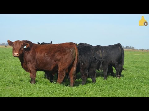 Eve57 LaJuanita 1c Carlos Ojea Rullan Machos genetica toros