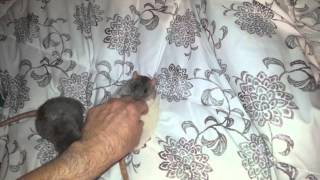 Merdli Rat loves lying on her back