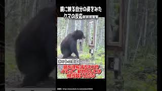 スマホの自撮りモードに映る自分と格闘するクマ / 家電と動物たち のサムネイル