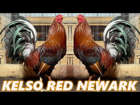 Cc Kelso Ruble Hatch Grey Roundhead Asil RED NEWARK FARM - Beautiful Birds Farm Visit