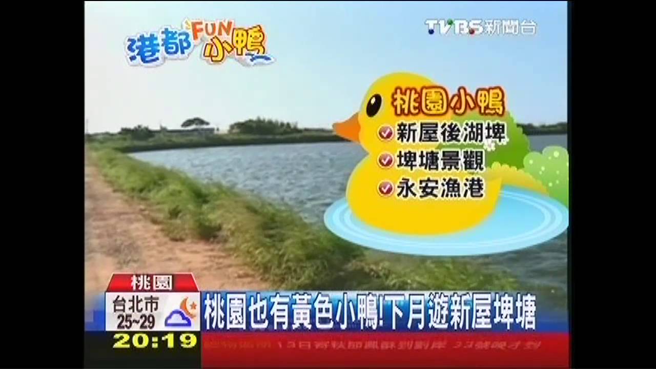 桃園也有黃色小鴨! 下月遊新屋埤塘