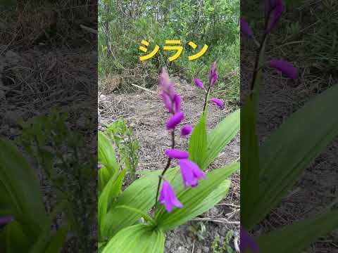 自然薬局：薬草園に絶対に入れておきたい、自分を癒す20の植物  庭園