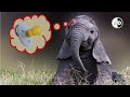 The Adorable Reason Baby Elephants Suck Their Trunks