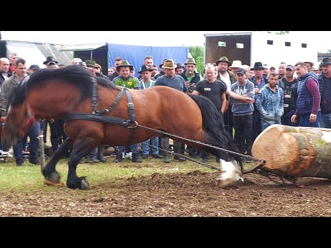 Armăsarul Dinu Cimbru junior - Ioan Cicio de la Negrești Oaș - Satu Mare 2023