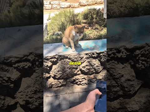 Sanırım Kedi Bana Epey Kızdı.. Ama Onun Suçu Yok , Haklı... #shorts