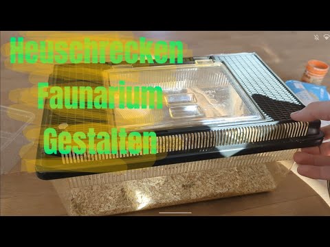 So kannst du dein Heuschrecken - Zuhause aufbauen 😃 #BossDerBartagamen