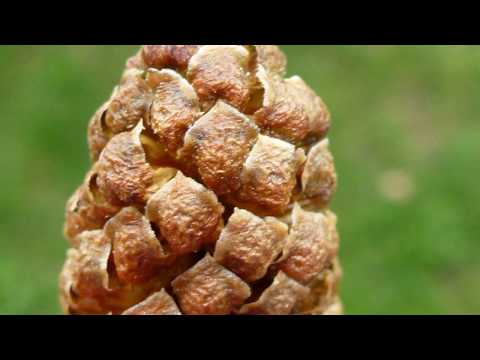 Unreal authors micro-photographs  of very small flowers. Camera Leica.