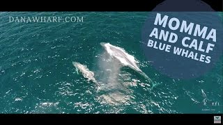 Drone video of Mother and Calf Blue Whale June 12, 2015