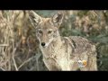 Jogging Daughter, Mother Fend Off Coyote 