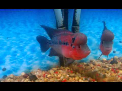 Neon dragon 10/20/11