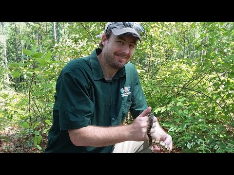 41 Louisiana Pine Snakes Released In Louisiana’s Kisatchie National Forest