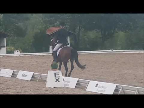 Naseweis EH , Reitponywallach geb. 2013 v. Nemax x Nortenjo FOR SALE !!!