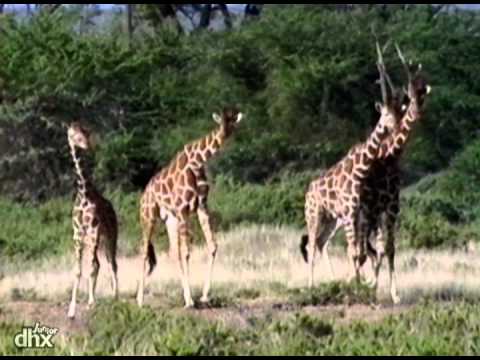 Zoboomafoo 119 - Vem Correndo (Em Português)