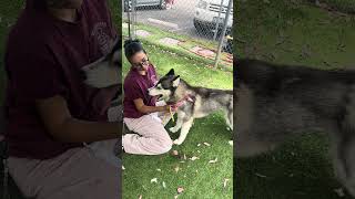 Video preview image #1 Siberian Husky Puppy For Sale in Pasadena, CA, USA