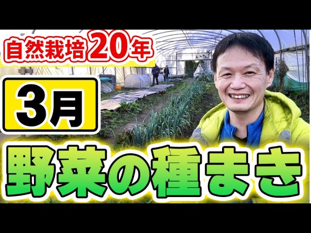 自然栽培における3月の種まきと玉ねぎの種取り方法