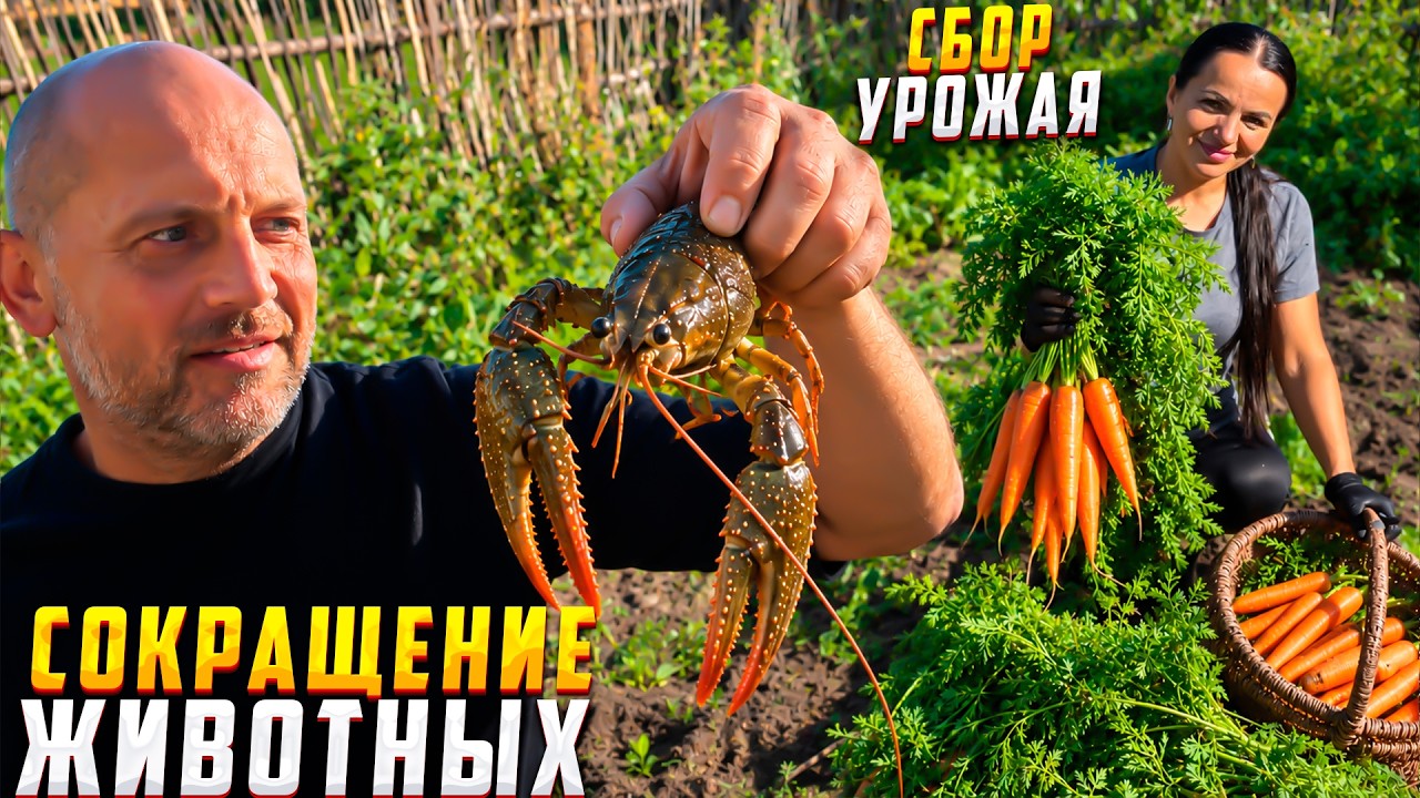 Жизнь в лесу.  Сбор урожая со всех огородов. Свои раки для тёщи, а турник для т?